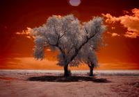 IR Trees 